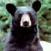 black bear